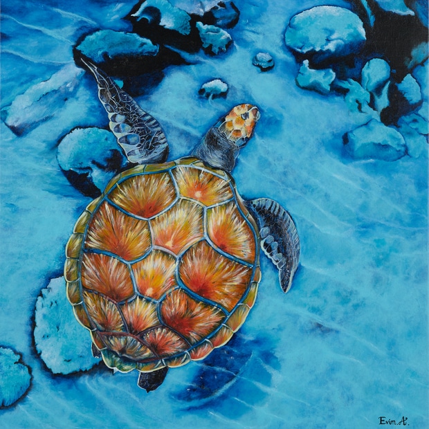 tortue dans lagon