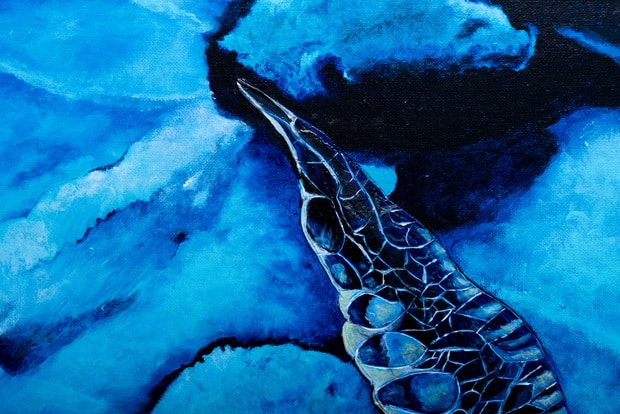 nageoire tortue